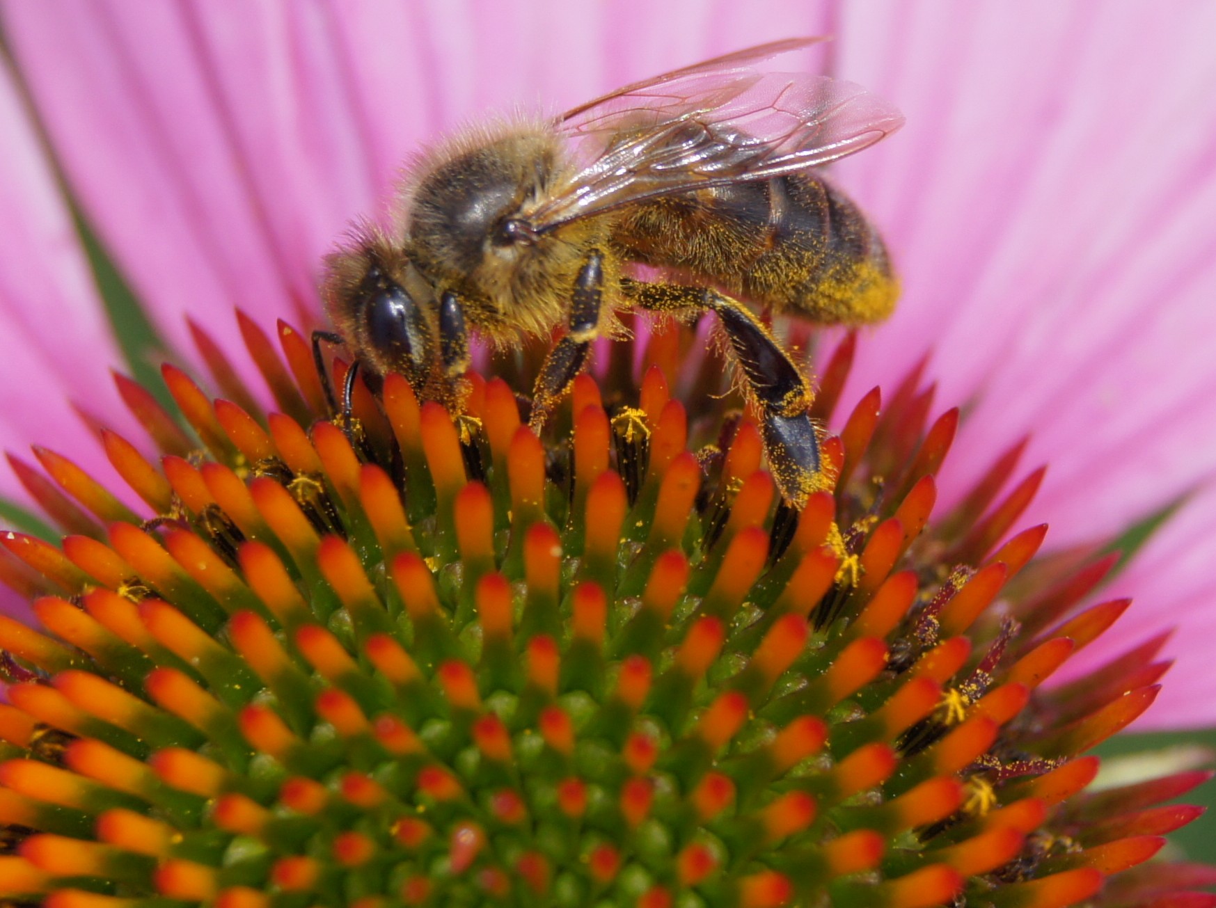 Abeilles solitaires